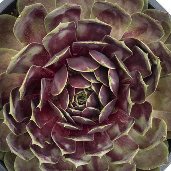Fire Quartz SuperSemp Sempervivum