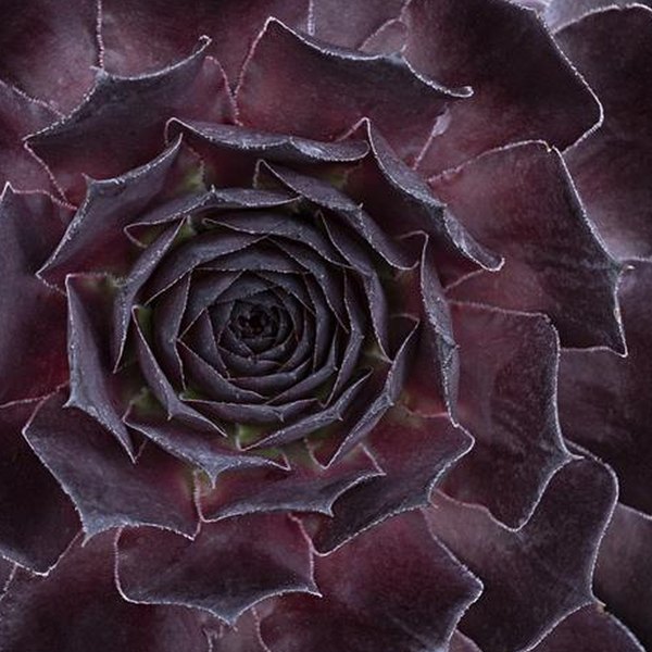 Onyx SuperSemp Sempervivum