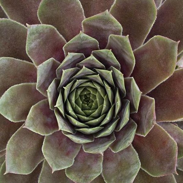 Ruby SuperSemp Sempervivum