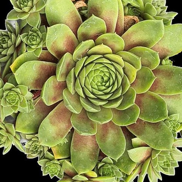 Ruby Lime Clockworks Sempervivum