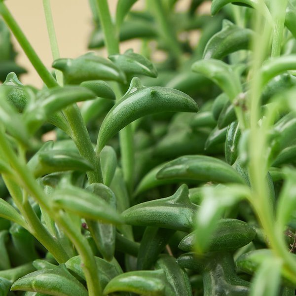 String Of Dolphins Senecio
