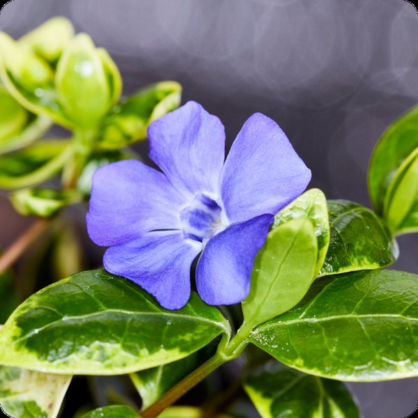 major explora Vinca