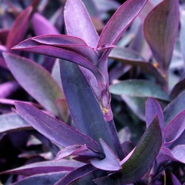 Setcreasea, Tahitian, and Vinca
