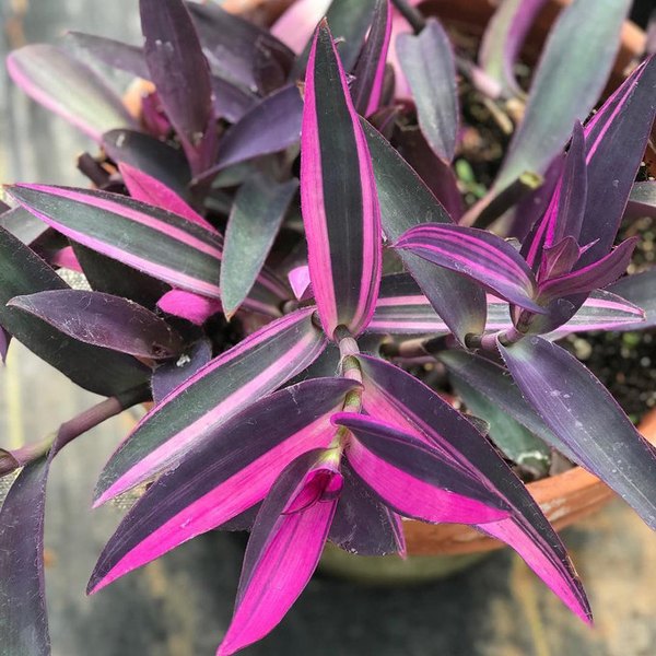 Setcreasea, Tahitian, and Vinca