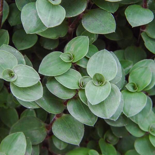 Wandering Jew