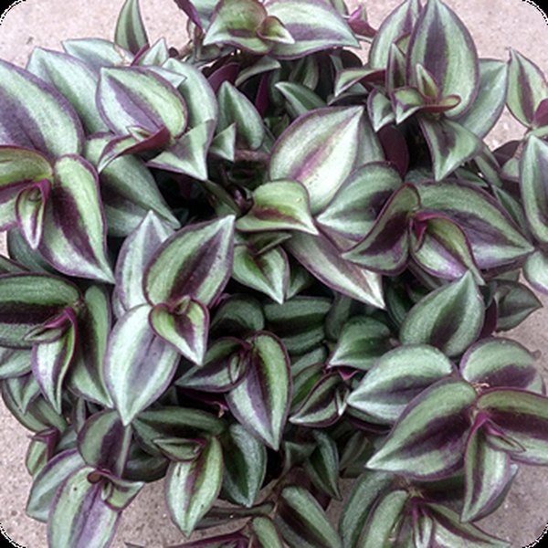 Zebra Purple Wandering Jew