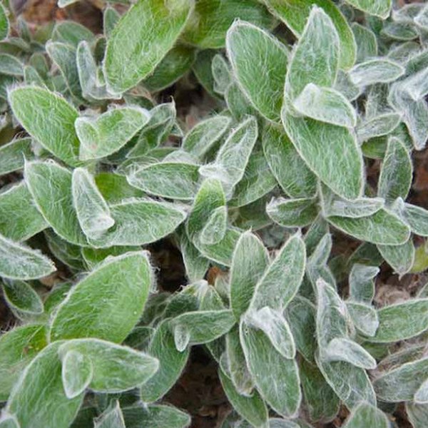 Zebra Velvet Wandering Jew