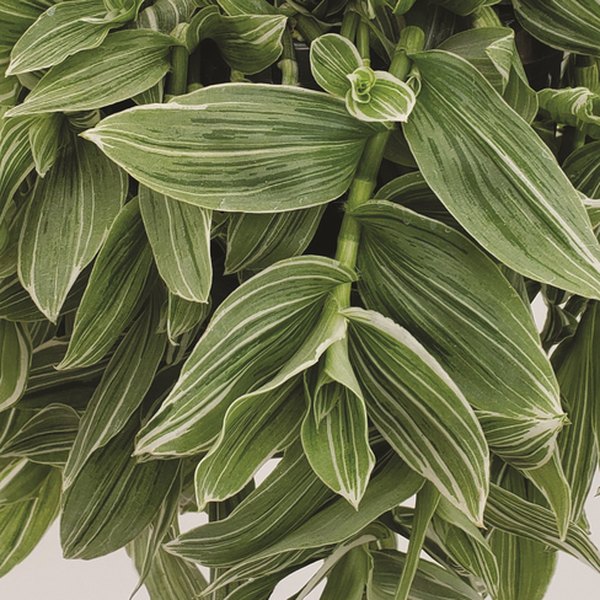 Zebra White Wandering Jew