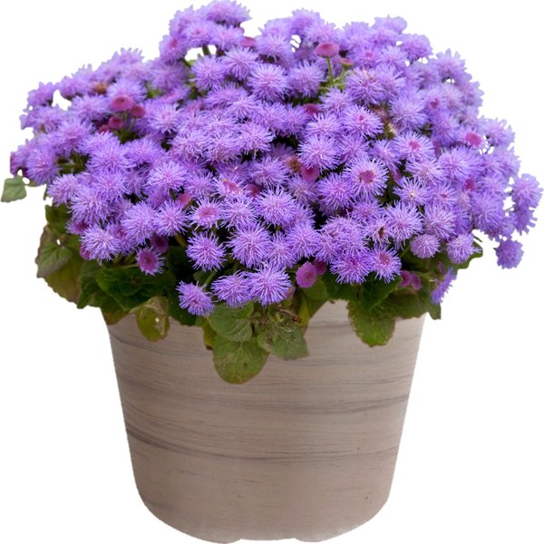 Ageratum