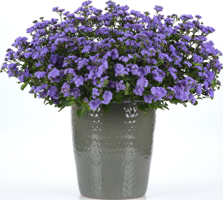 Ageratum and Angelonia