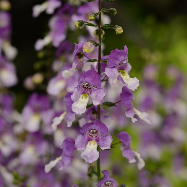 Archangel Angelonia