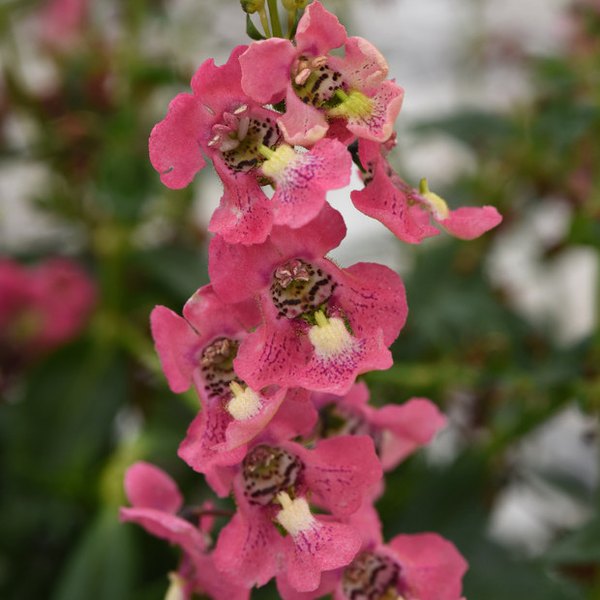Coral Archangel Angelonia
