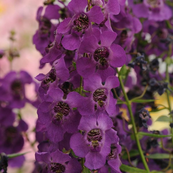 Dark Purple Archangel Angelonia