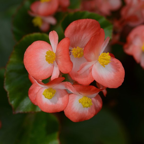 BabyWing Begonia
