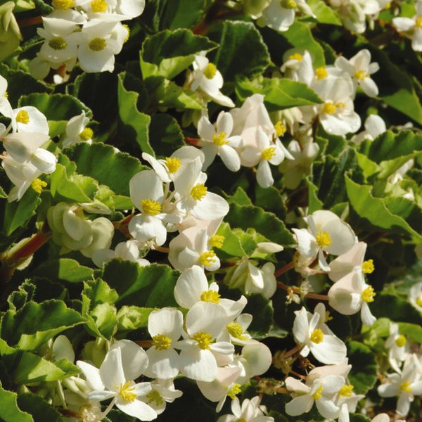 White/GreenLeaf BabyWing Begonia