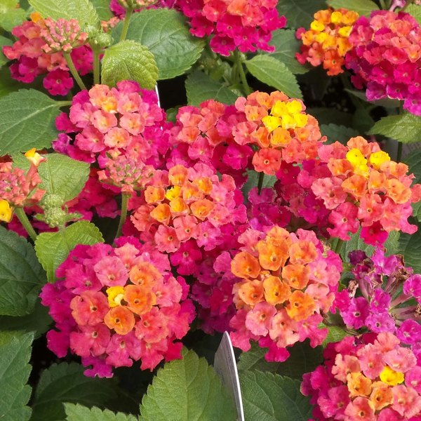 Cherry Sunrise Bandana Lantana
