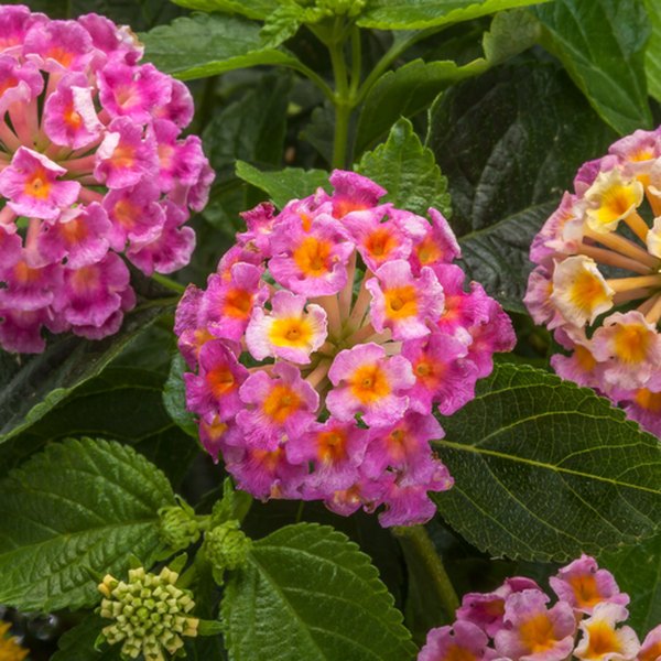 Pink Bandana Lantana
