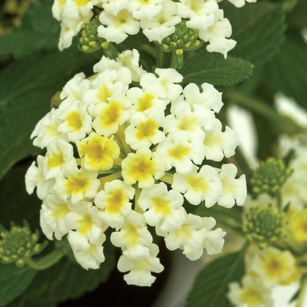 White Bandana Lantana