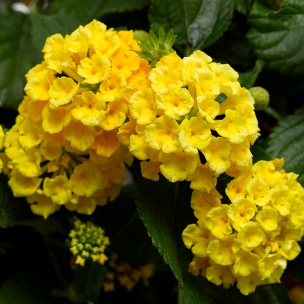 Yellow Bandana Lantana