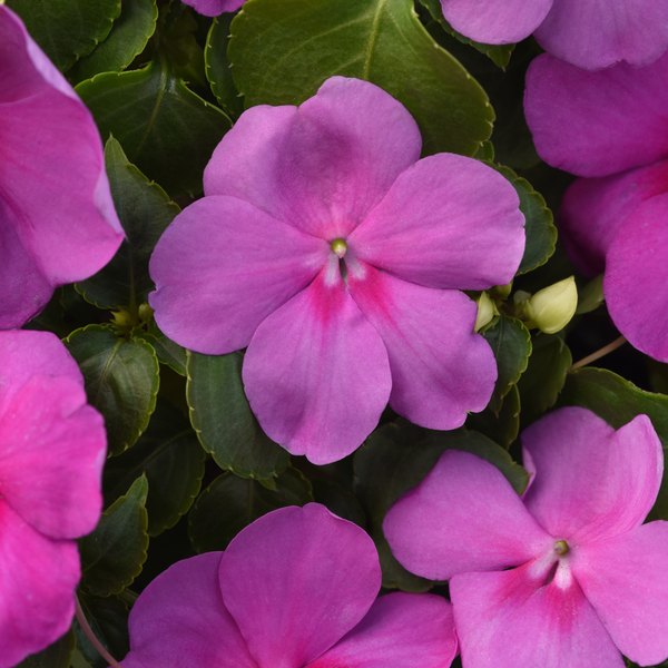 Beacon Impatiens