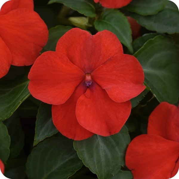 Beacon Impatiens