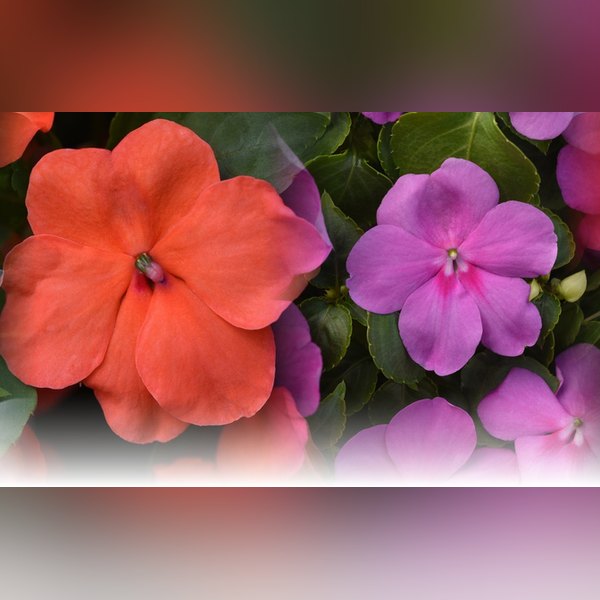 Formula Mix Beacon Impatiens