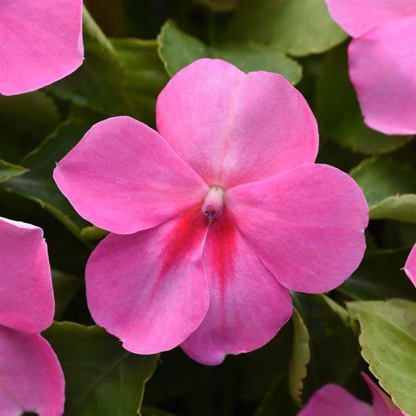 Light Pink Beacon Impatiens
