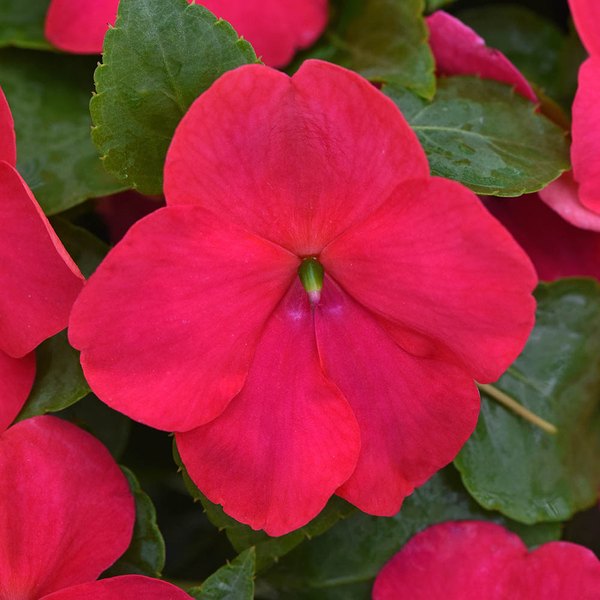 Lipstick Beacon Impatiens