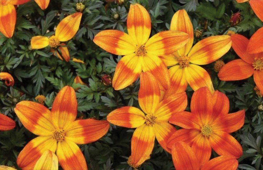 Bidens