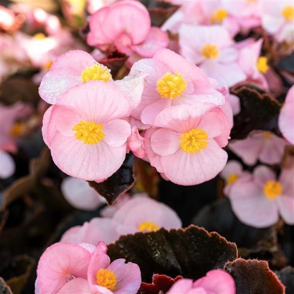 Big Begonia