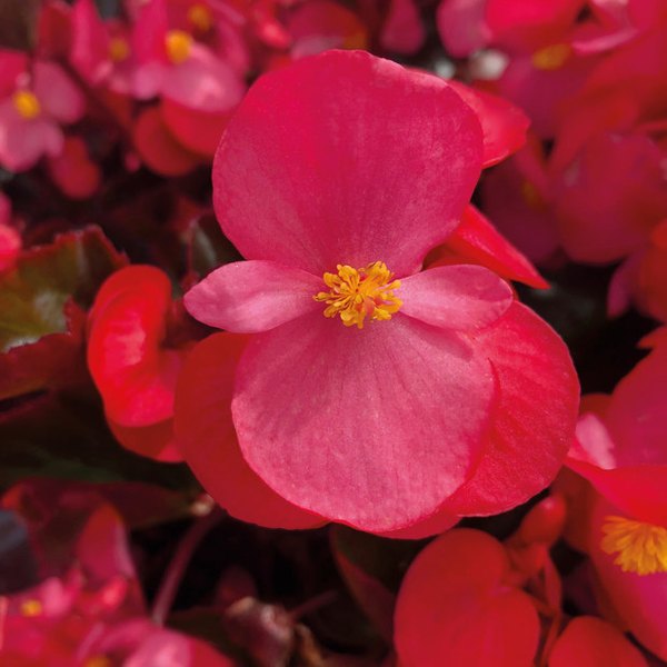 Bronze Leaf Rose Big Begonia