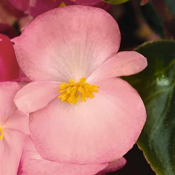 Green Leaf Pink Big Begonia