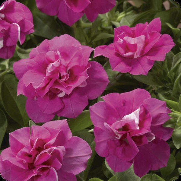 Rose Blanket Double Petunias