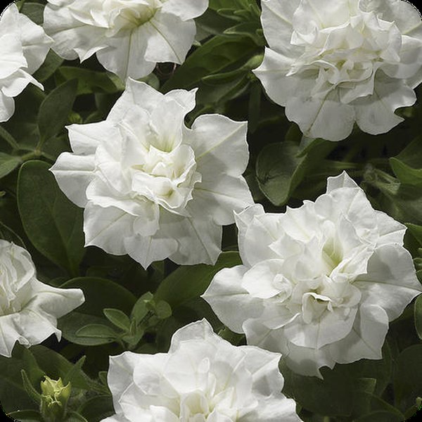 White Blanket Double Petunias