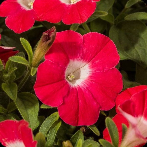 Petunias: Blanket and Blanket Double