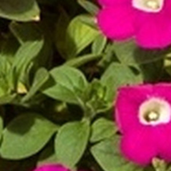 Rose Blanket Petunias