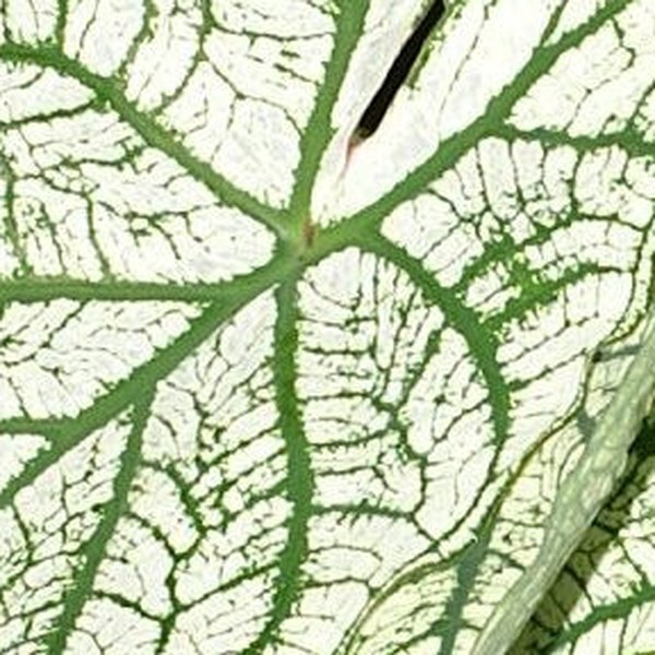 Allure Caladiums