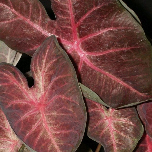 Berries N' Burgundy Caladiums