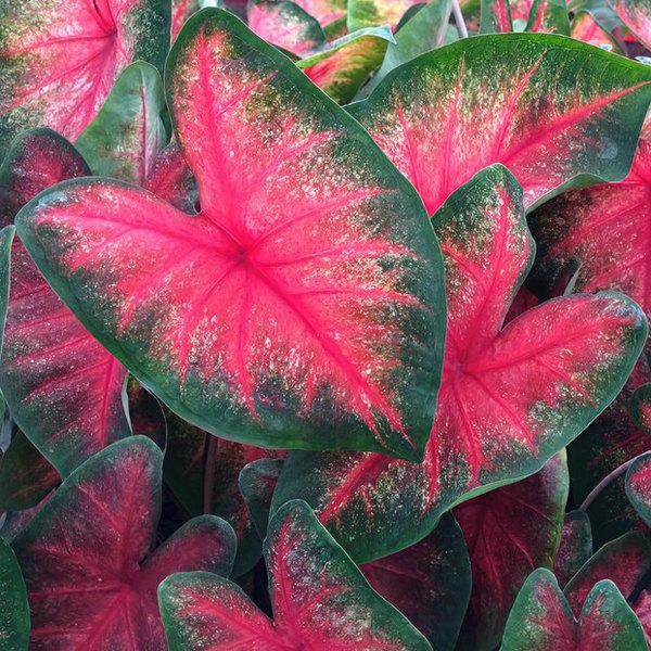 Bombshell Caladiums