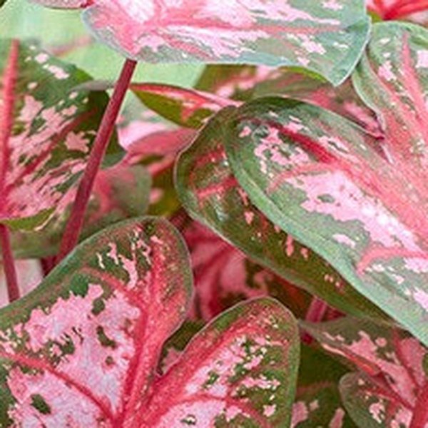 Carolyn Whorton Caladiums