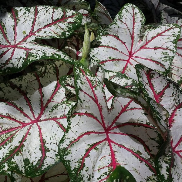 Celebration Caladiums
