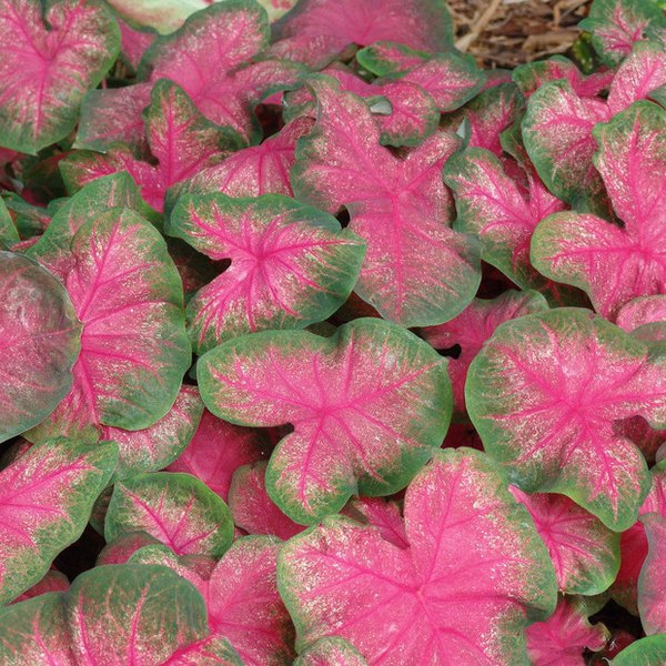 Classic Pink Caladiums