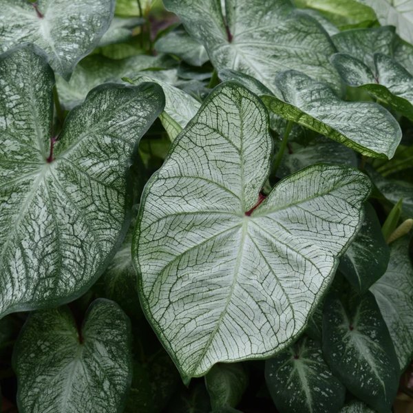 Crystal Moon Caladiums