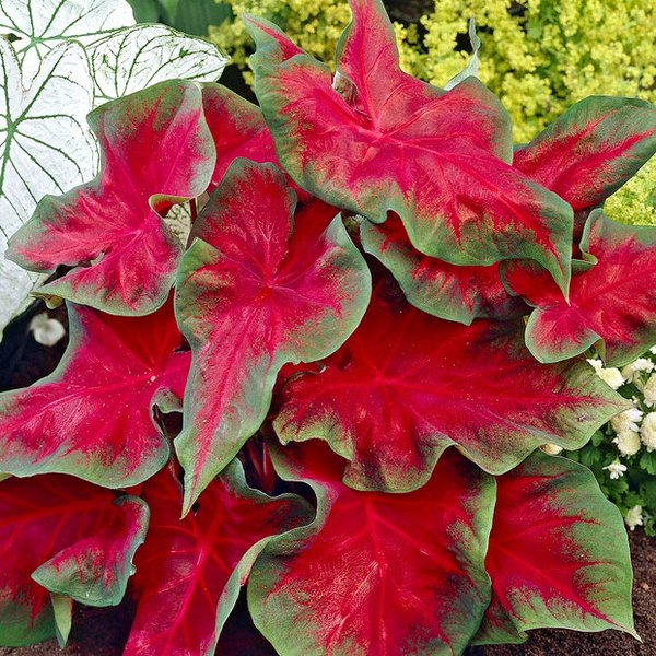 Freida Hemple Caladiums