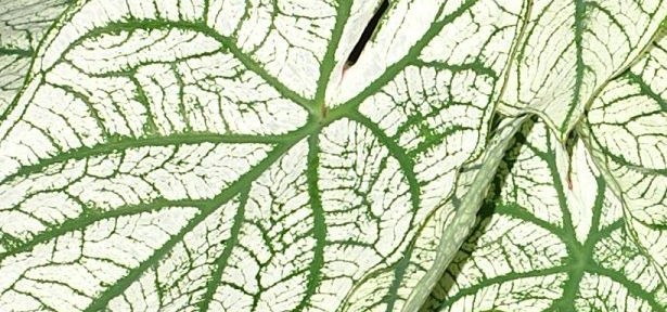 Caladiums