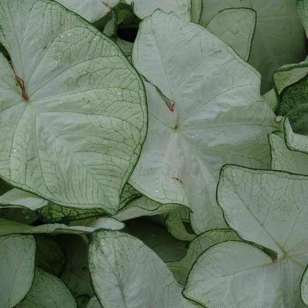 Moonlight Caladiums