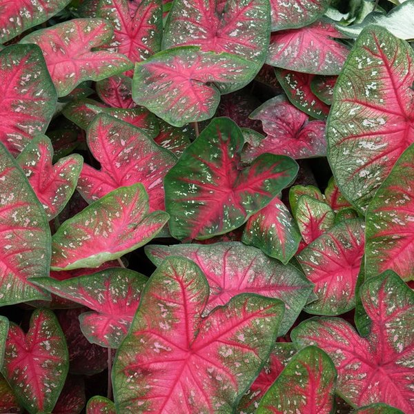 Party Punch Caladiums