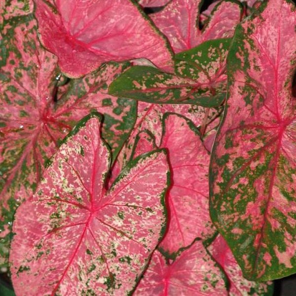 Pink Beauty Caladiums