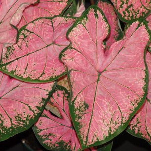 Pink Splash Caladiums
