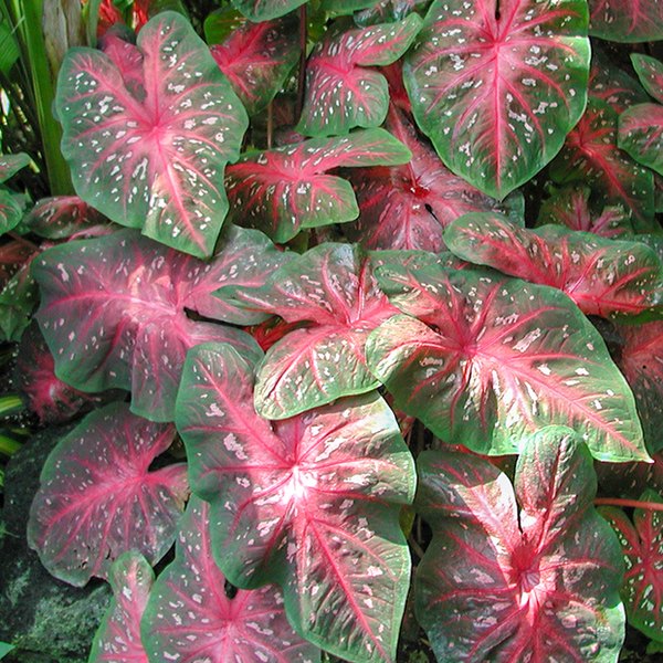 Postman Joyner Caladiums